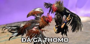 Đá Gà Thomo - Giải Đấu Chiến Kê Thu Hút Người Xem Khủng